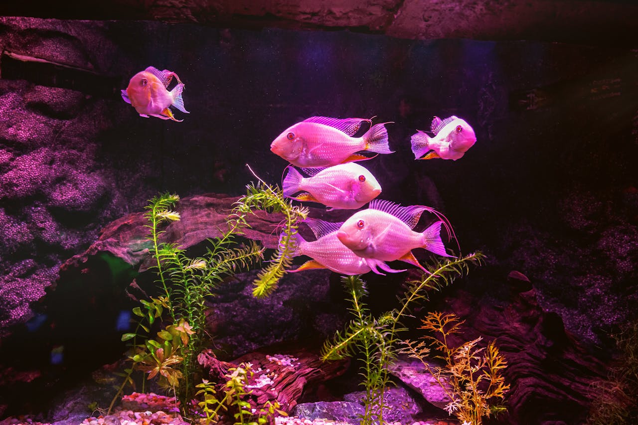 Mastering the First Impression: Your intriguing post title goes here Colorful fish swimming among plants in a pink-lit aquarium.