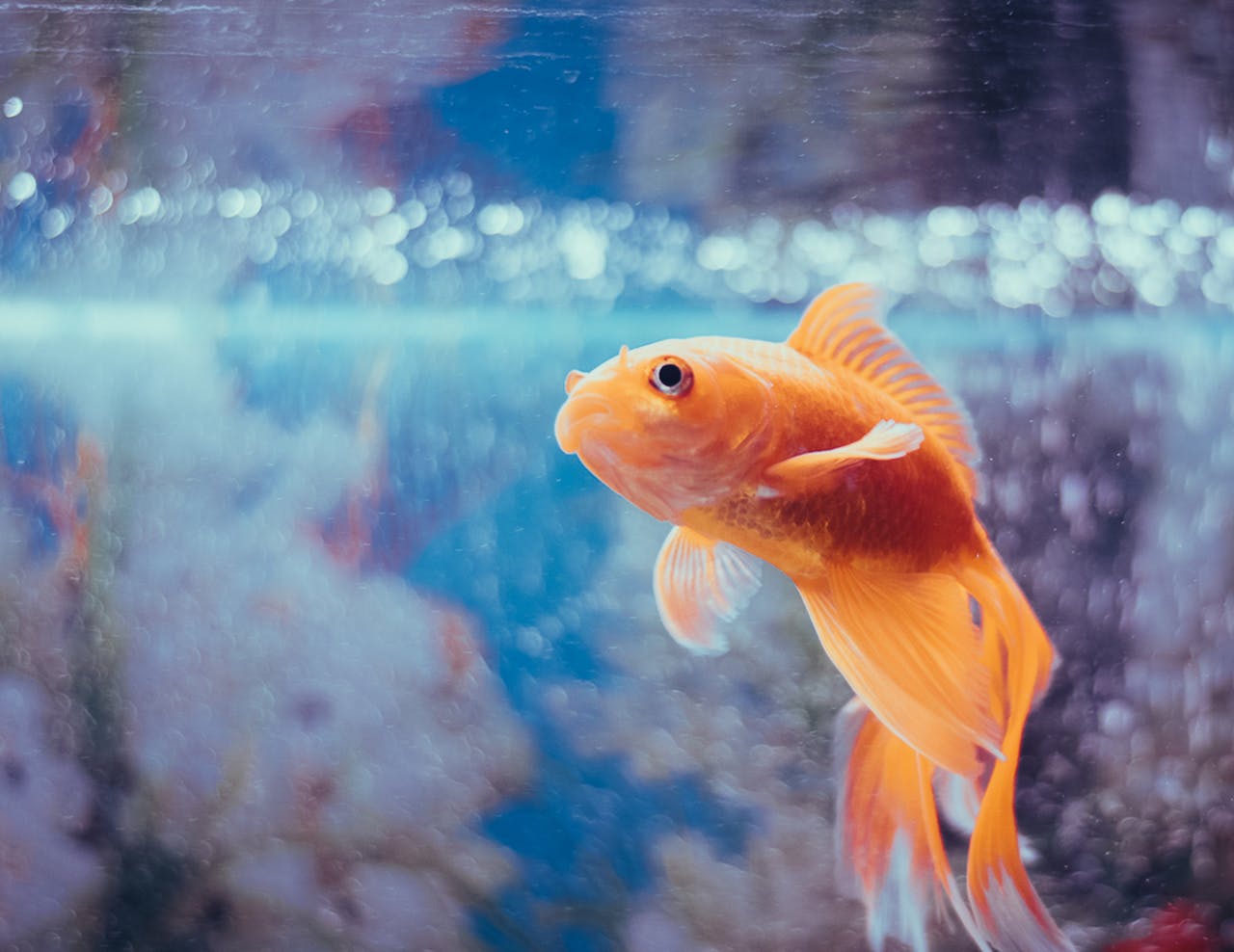 Crafting Captivating Headlines: Your awesome post title goes here A vibrant orange goldfish swimming gracefully in an aquarium. Captured with a stunning close-up view.